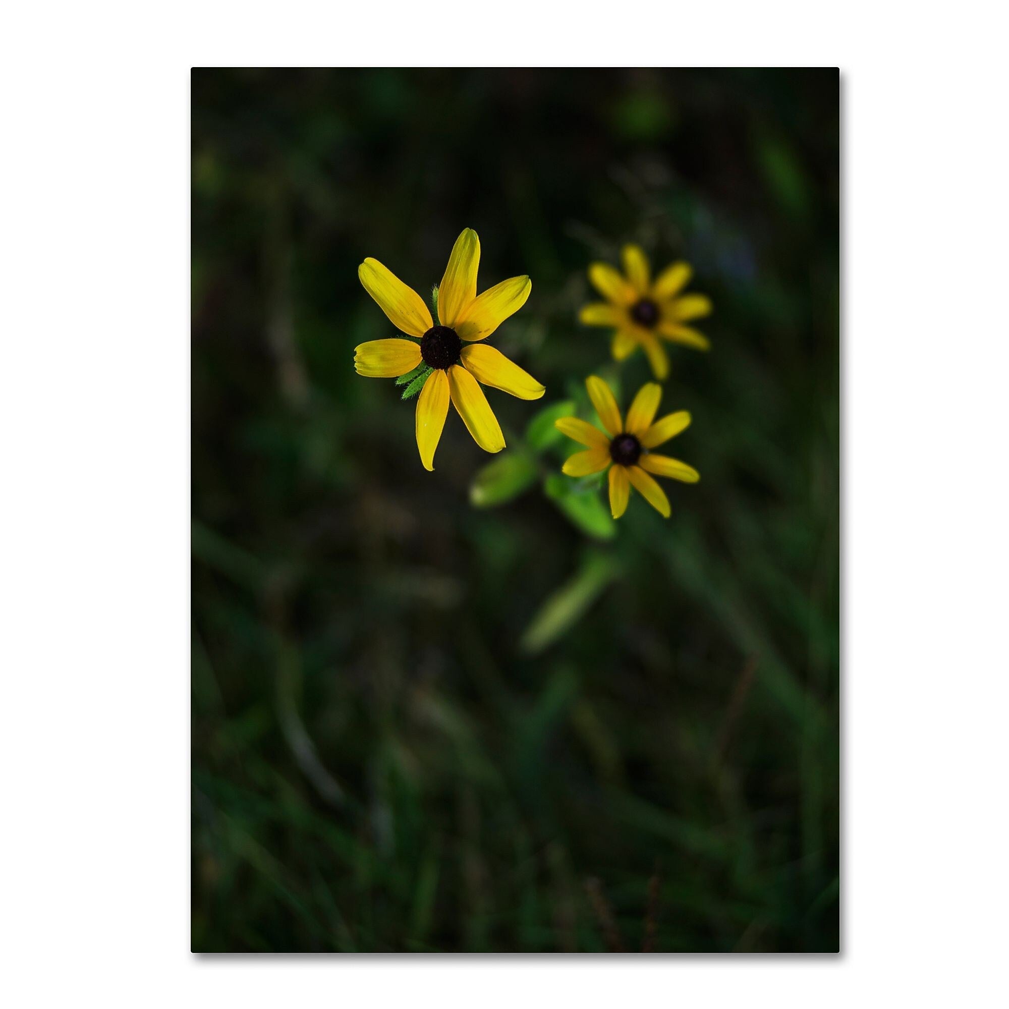 Trademark Fine Art Kurt Shaffer 'Brown-Eyed Susan' 14" x 19" Canvas Stretched Art Print (190836005437)