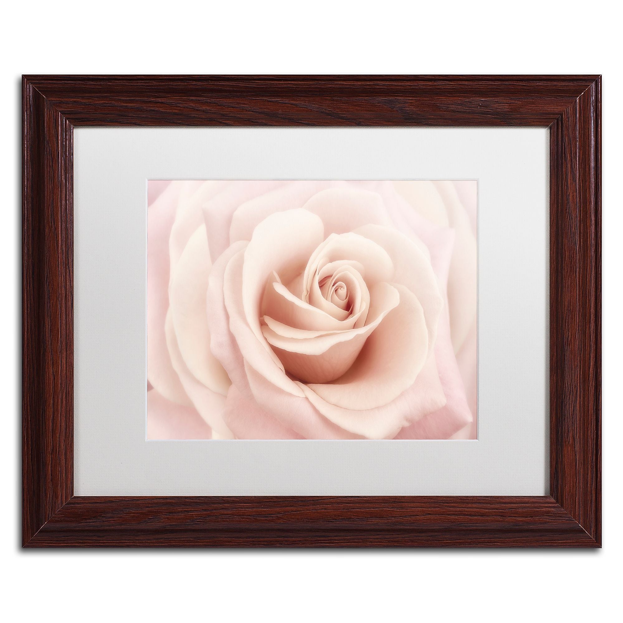Trademark Fine Art Cora Niele 'Peach Pink Rose' 11" x 14" Matted Framed Art Print (190836306404)