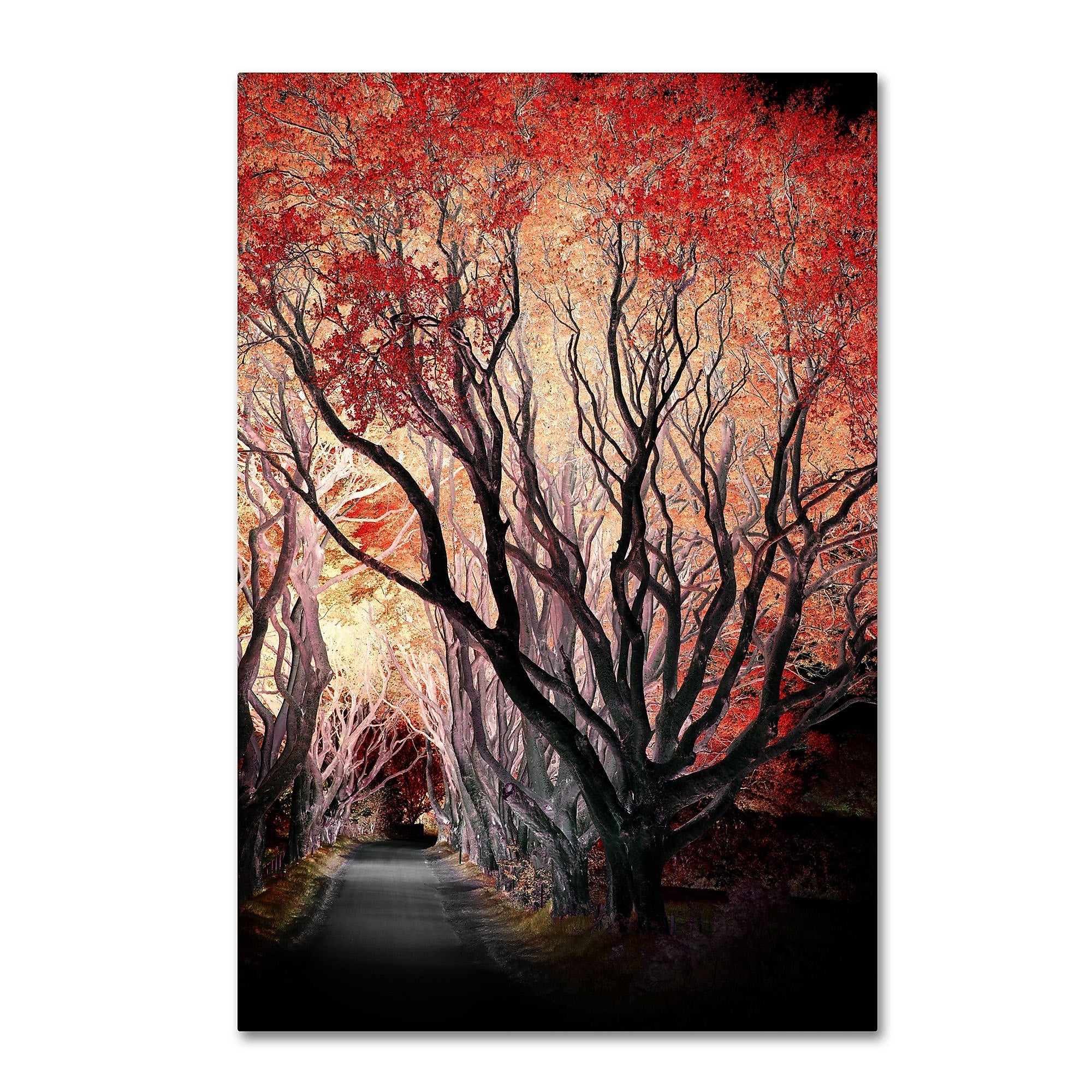 Trademark Fine Art Philippe Sainte-Laudy 'Powerful One' 12" x 19" Canvas Stretched Art Print (190836223206)