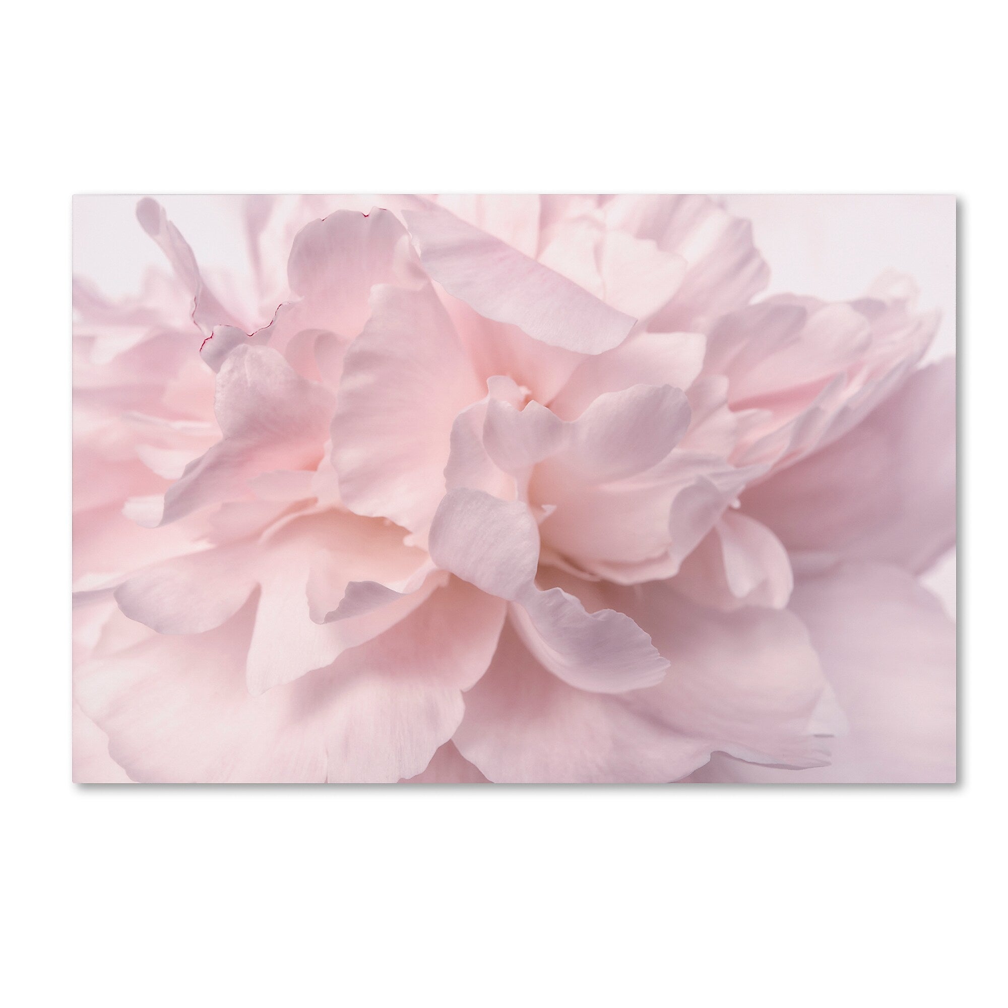 Trademark Fine Art Cora Niele 'Pink Peony Petals II' 12" x 19" Canvas Stretched (190836307425)