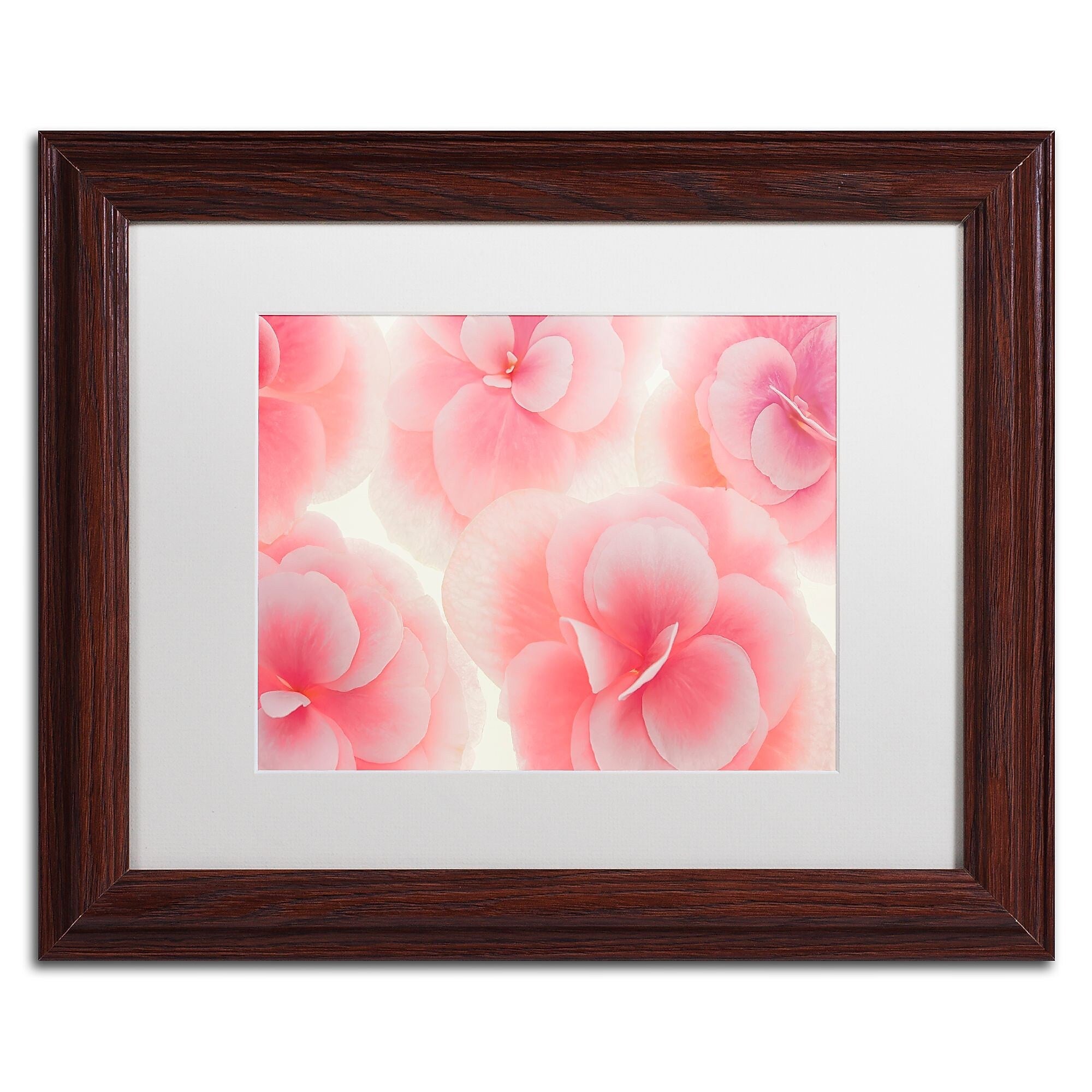 Trademark Fine Art Cora Niele 'Rose Begonia Flowers' 11" x 14" Matted Framed Art Print (190836309061)