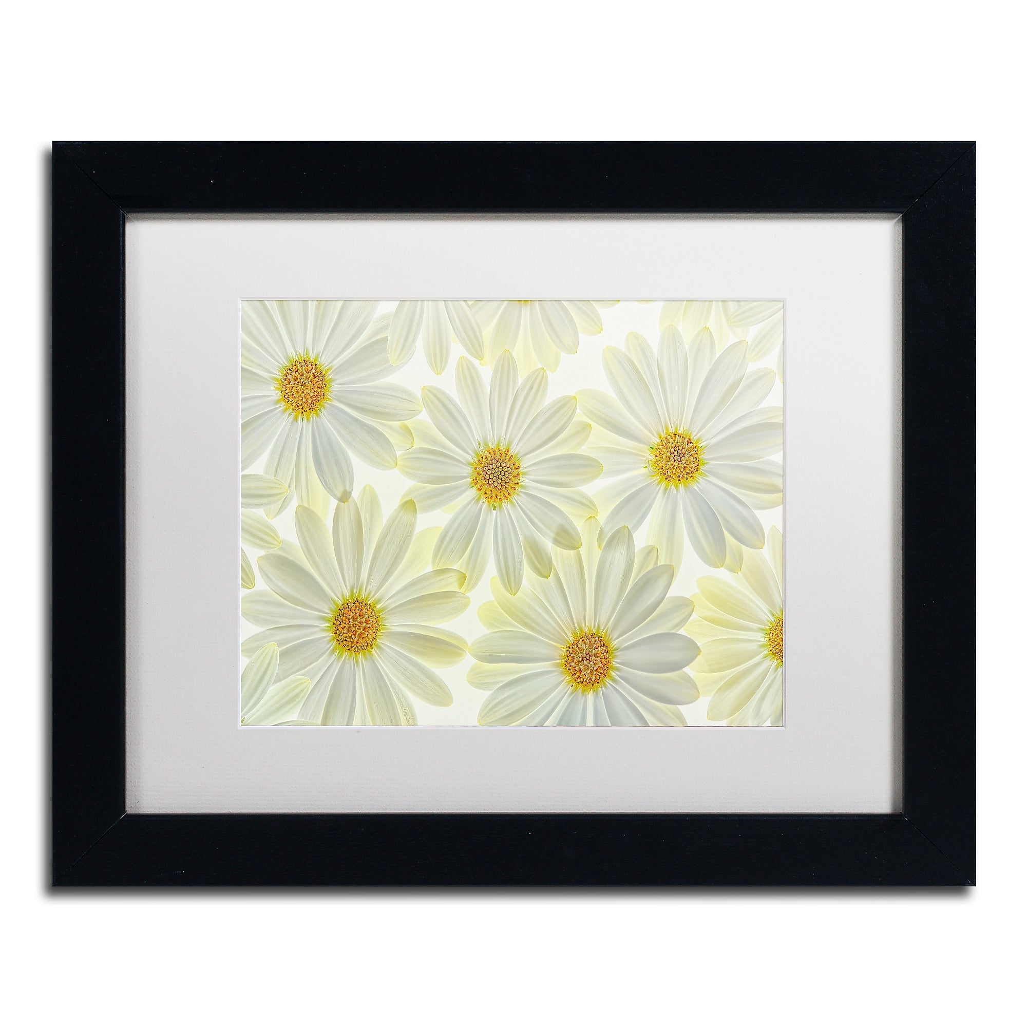 Trademark Fine Art Cora Niele 'Daisy Flowers' 11" x 14" Matted Framed (190836257348)