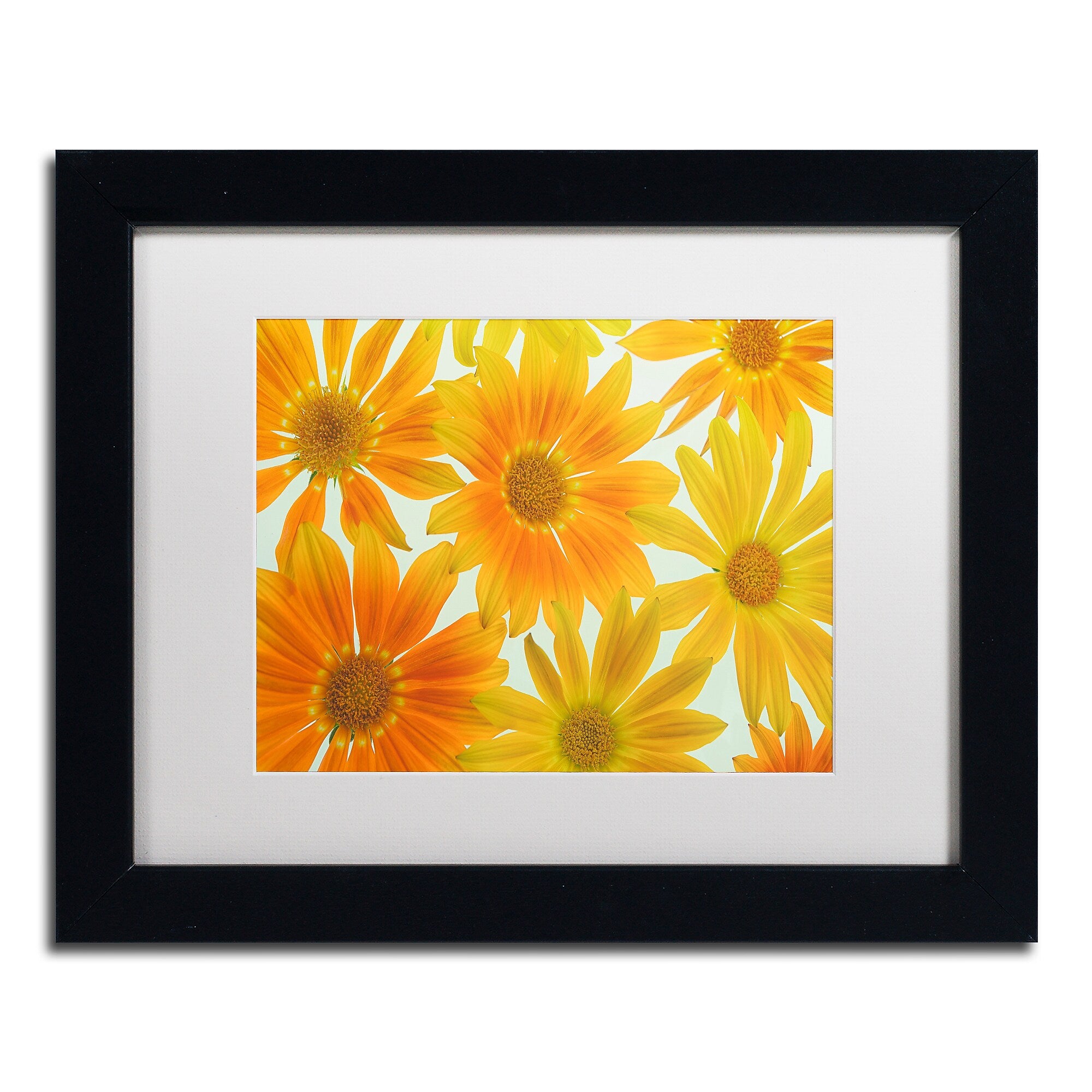 Trademark Fine Art Cora Niele 'Orange Daisies' 11" x 14" Matted Framed (190836258321)