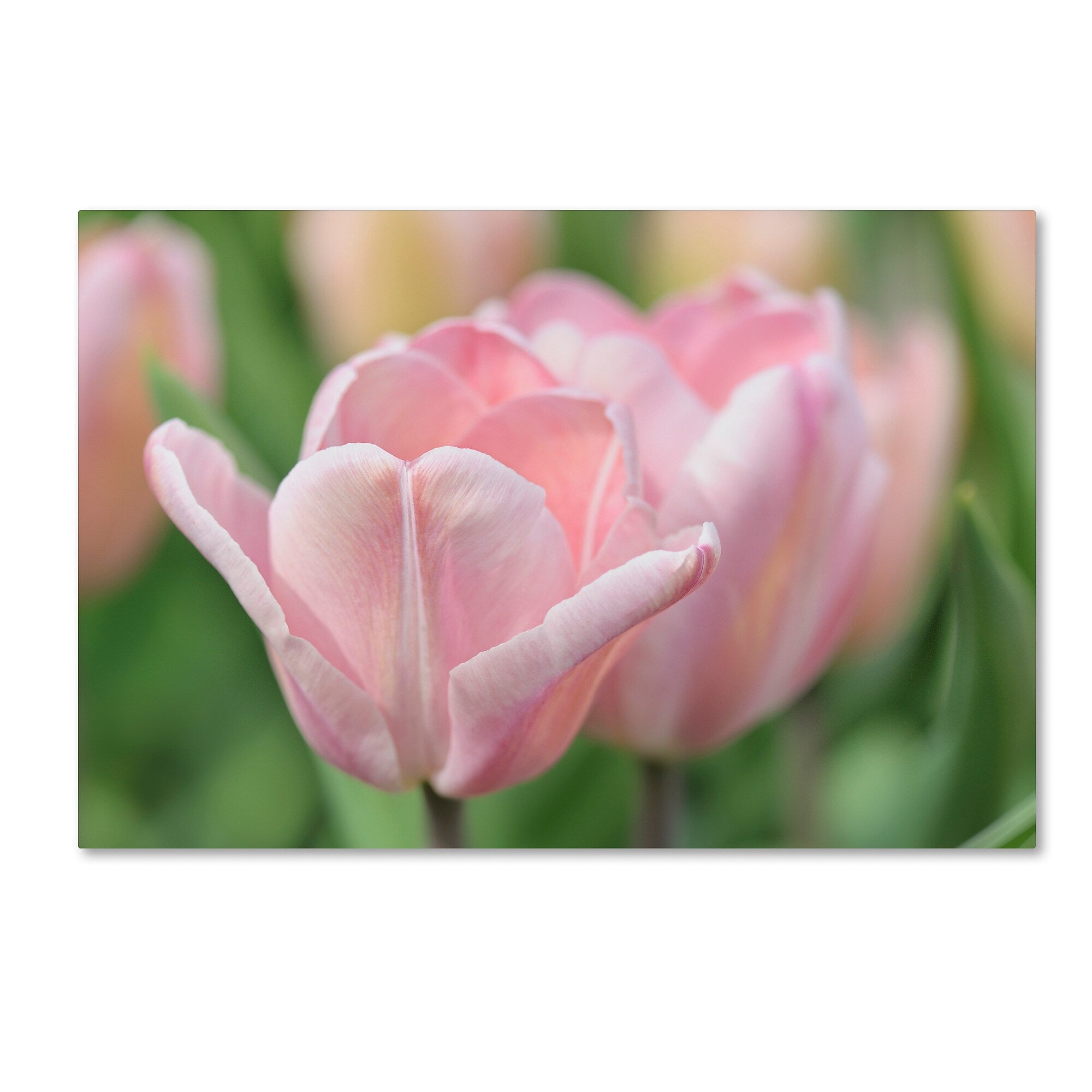 Trademark Fine Art Cora Niele 'Pink Tulip Baronesse' 12" x 19" Canvas Stretched (190836248780)