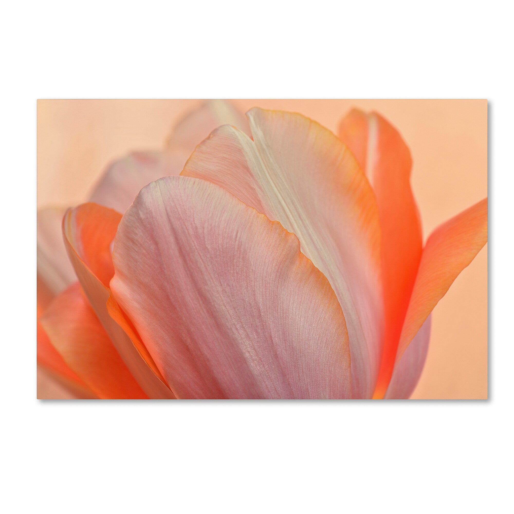 Trademark Fine Art Cora Niele 'Orange Glowing Tulip' 12" x 19" Canvas Stretched (190836258482)