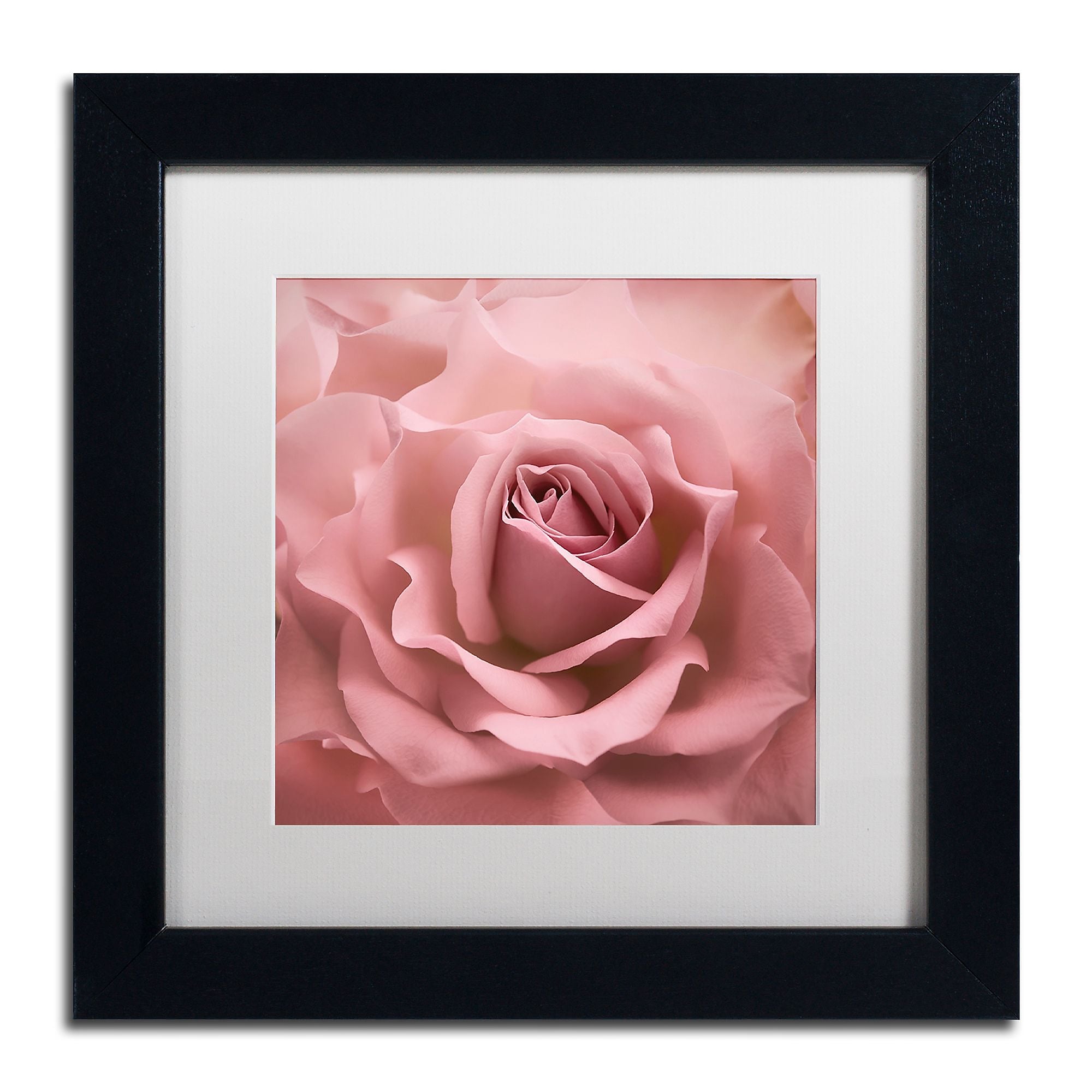 Trademark Fine Art Cora Niele 'Misty Rose Pink Rose' 11" x 11" Matted Framed (190836258185)
