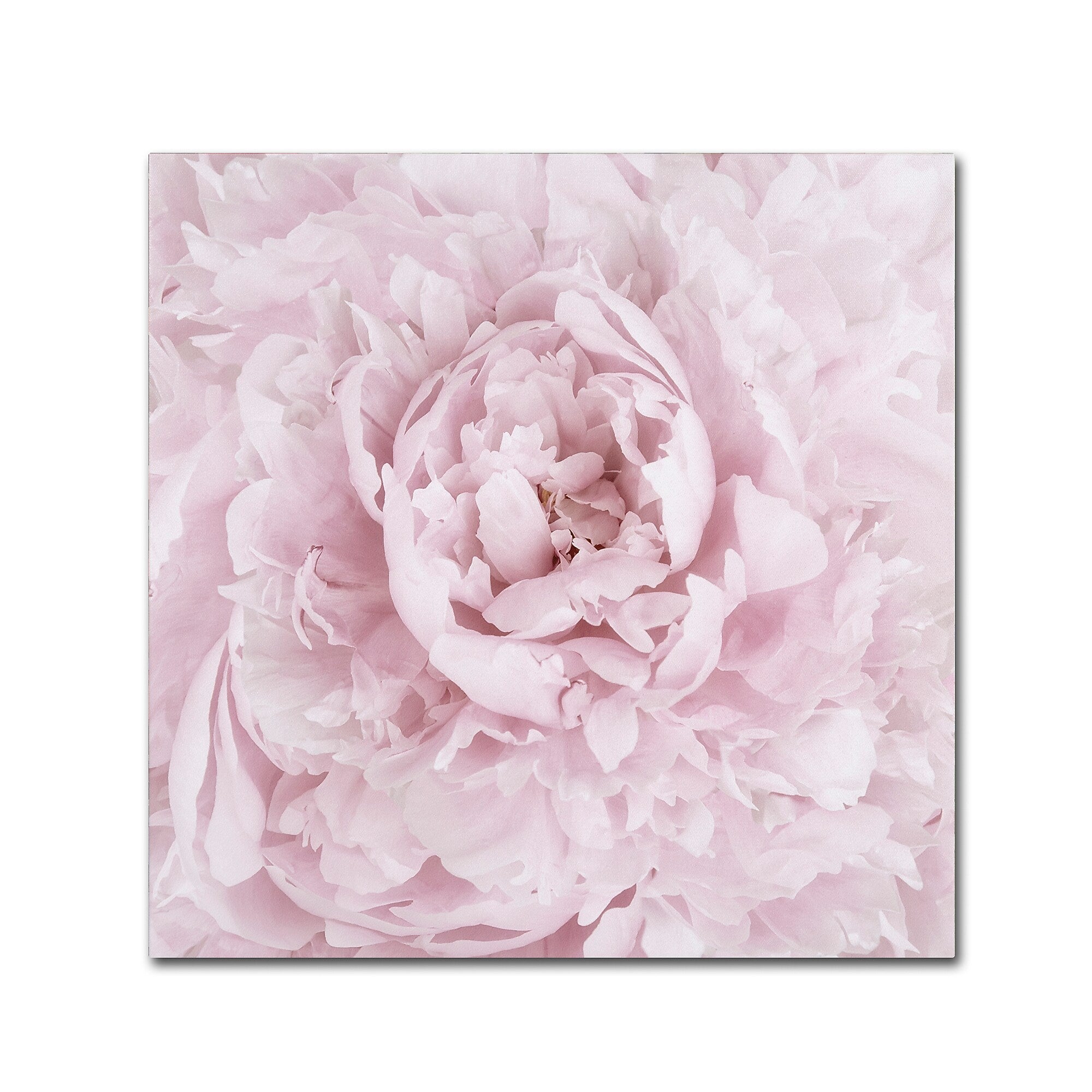 Trademark Fine Art Cora Niele 'Pink Peony Flower' 18" x 18" Canvas Stretched (190836307159)