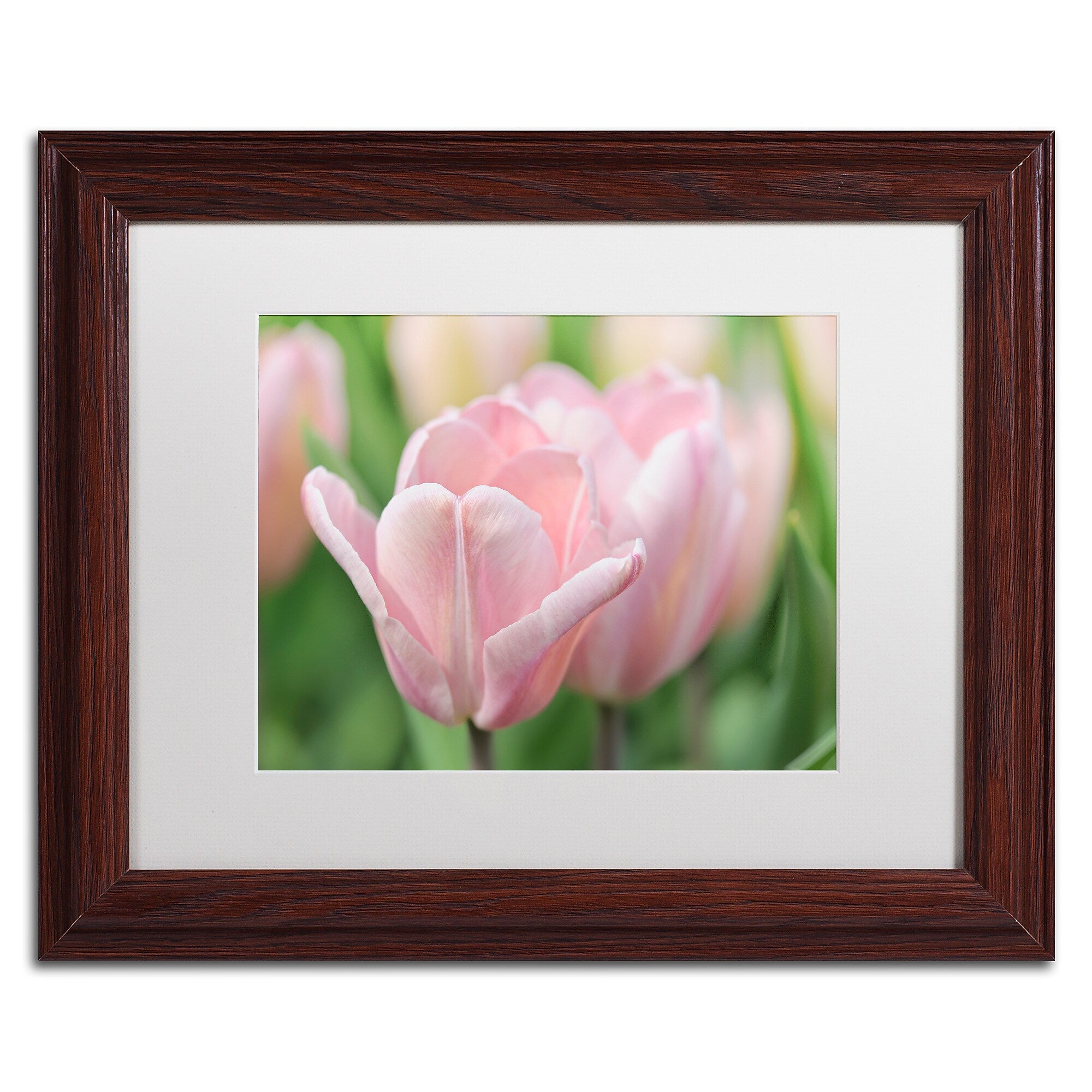 Trademark Fine Art Cora Niele 'Pink Tulip Baronesse' 11" x 14" Matted Framed (190836248889)