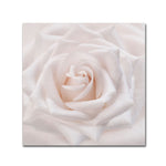 Trademark Fine Art Cora Niele 'Soft White Rose' 18" x 18" Canvas Stretched Art Print (190836309672)