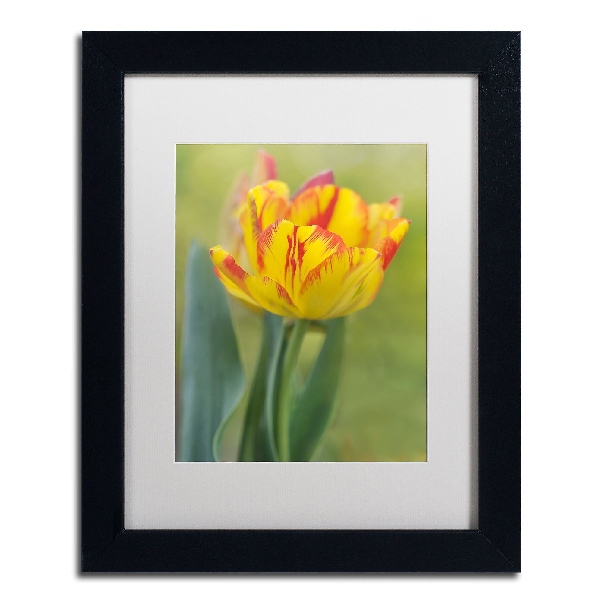 Trademark Fine Art Cora Niele 'Rembrandt Tulip' 11" x 14" Matted Framed (190836249084)