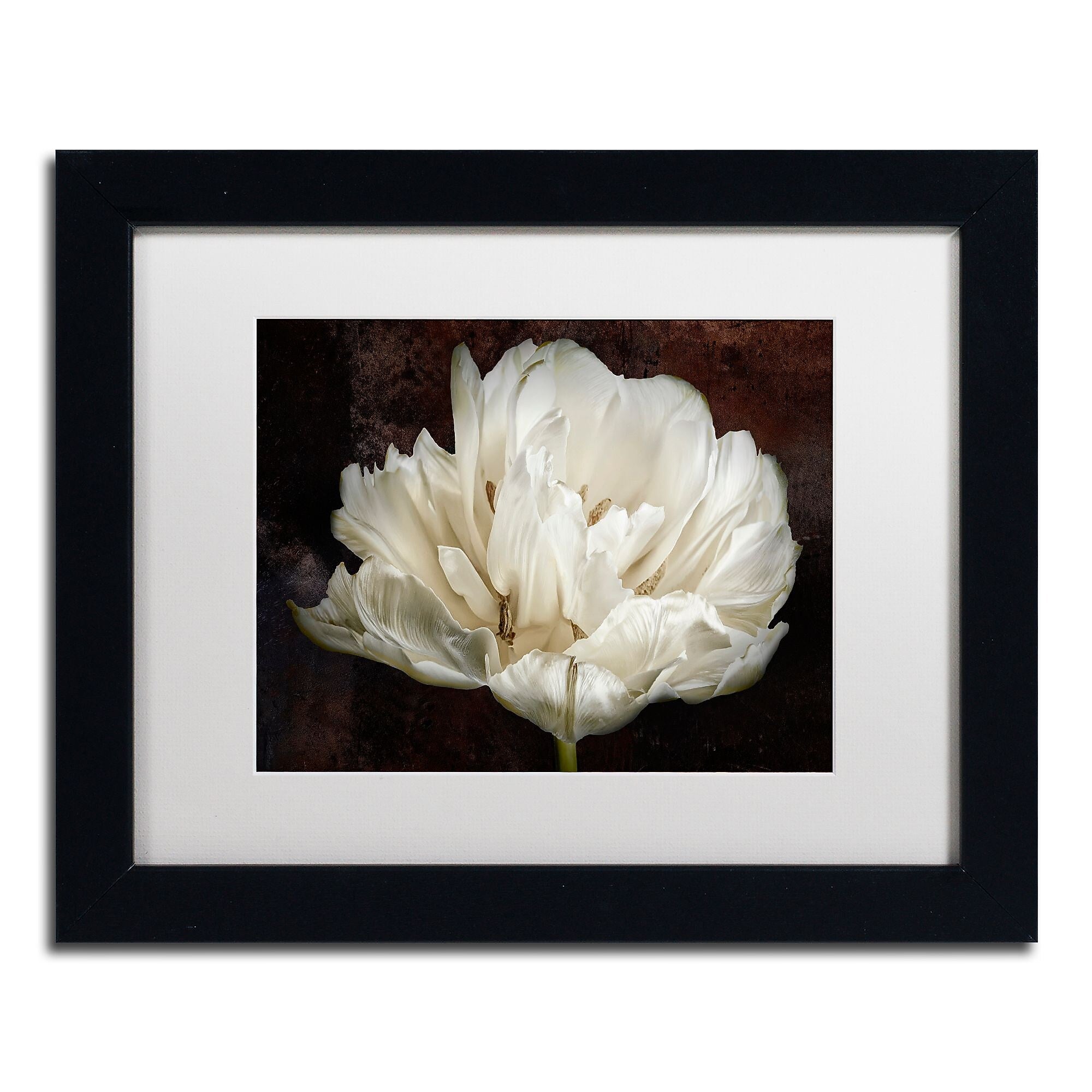 Trademark Fine Art Cora Niele 'Double White Tulip' 11" x 14" Matted Framed (190836257621)