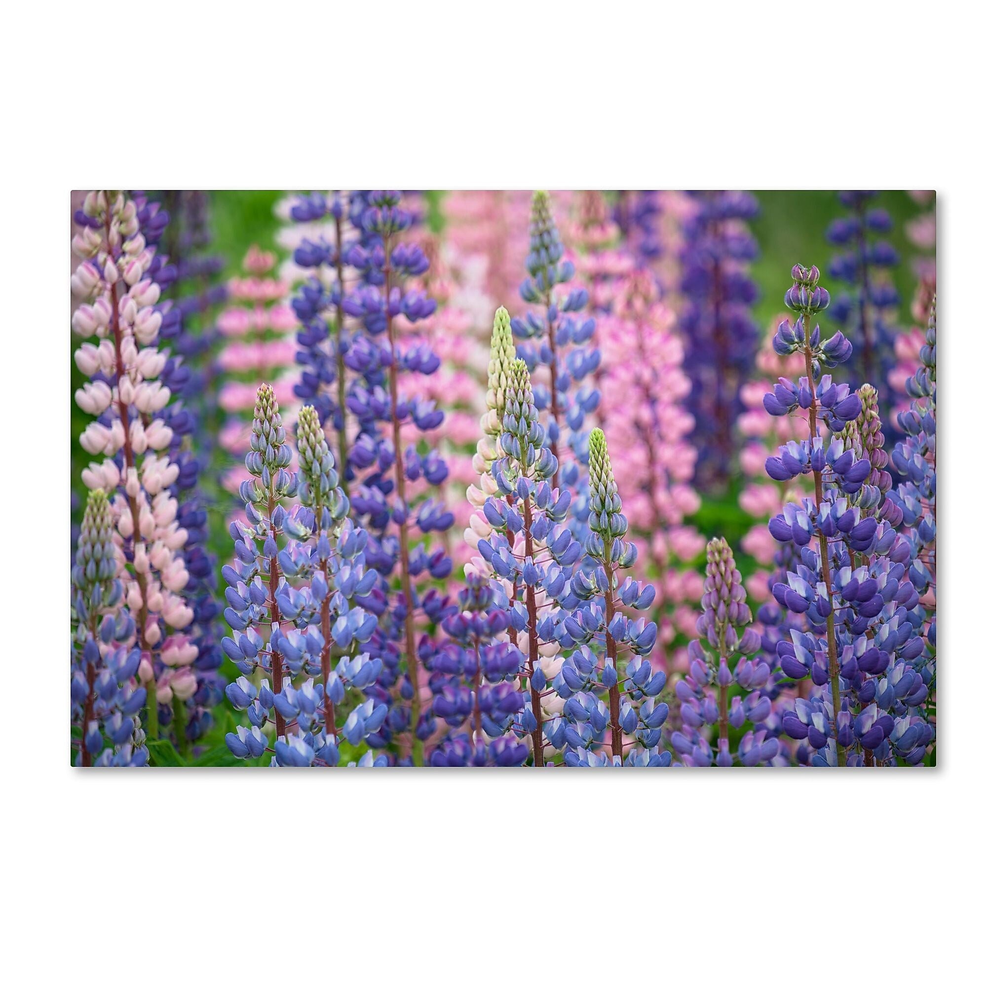 Trademark Fine Art Cora Niele 'Blue Pink Lupine Flowers' 12" x 19" Canvas Stretched Art Print (190836247387)