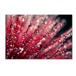Trademark Fine Art Beata Czyzowska Young 'Sonata in Red' 12" x 19" Canvas Stretched (190836185740)