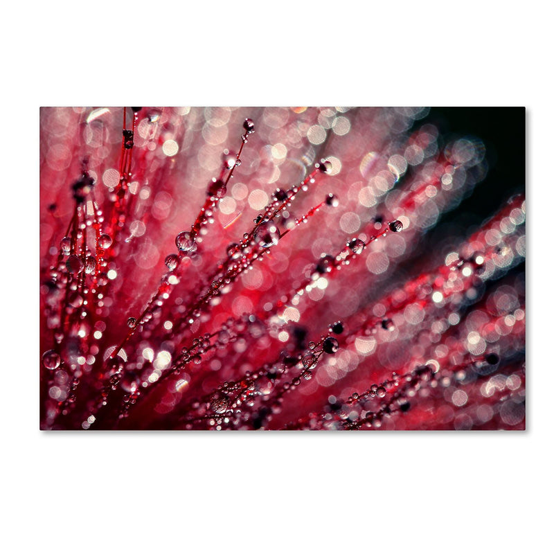 Trademark Fine Art Beata Czyzowska Young 'Sonata in Red' 12" x 19" Canvas Stretched (190836185740)