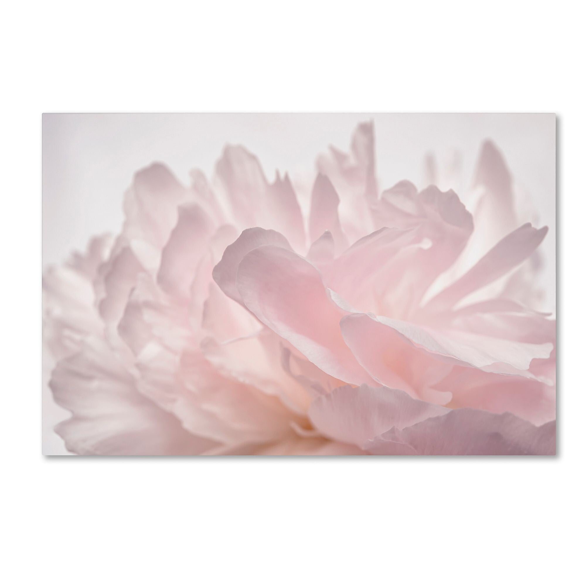 Trademark Fine Art Cora Niele 'Pink Peony Petals V' 12" x 19" Canvas Stretched (190836307845)