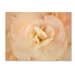 Trademark Fine Art Cora Niele 'Amber Begonia Flower' 14" x 19" Canvas Stretched (190836256105)