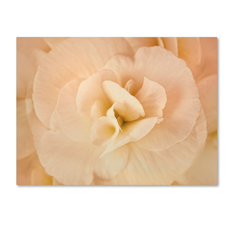 Trademark Fine Art Cora Niele 'Amber Begonia Flower' 14" x 19" Canvas Stretched (190836256105)