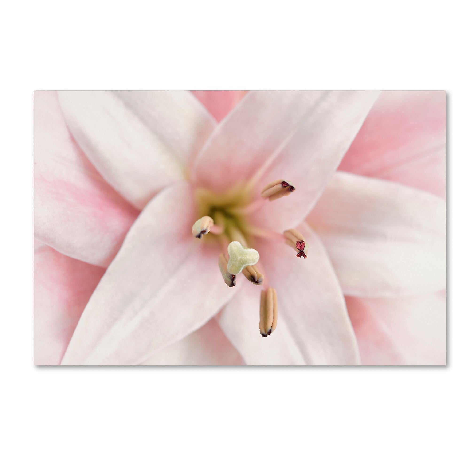 Trademark Fine Art Cora Niele 'Pink Lily' 12" x 19" Canvas Stretched (190836307005)