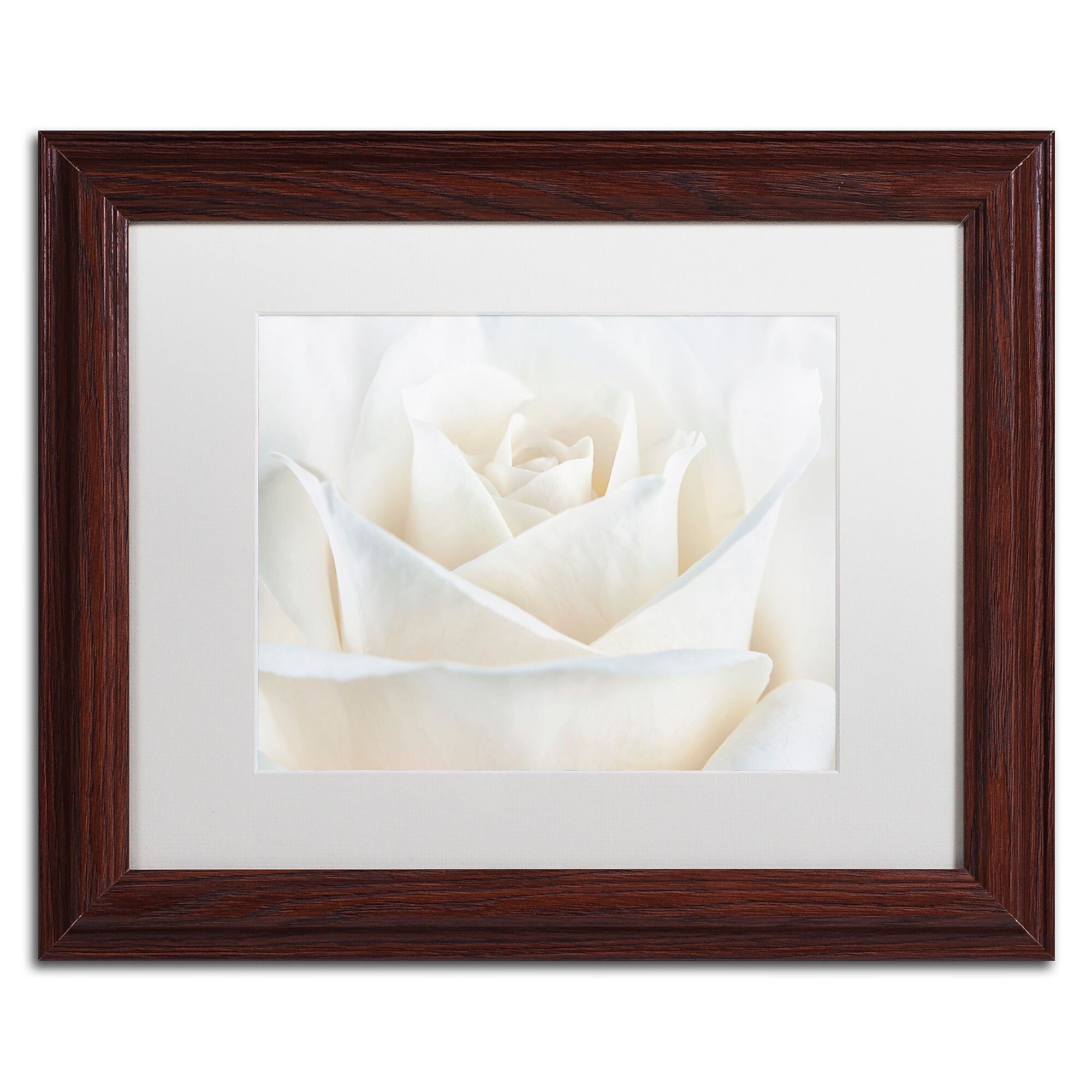 Trademark Fine Art Cora Niele 'Pure White Rose' 11" x 14" Matted Framed (190836308781)