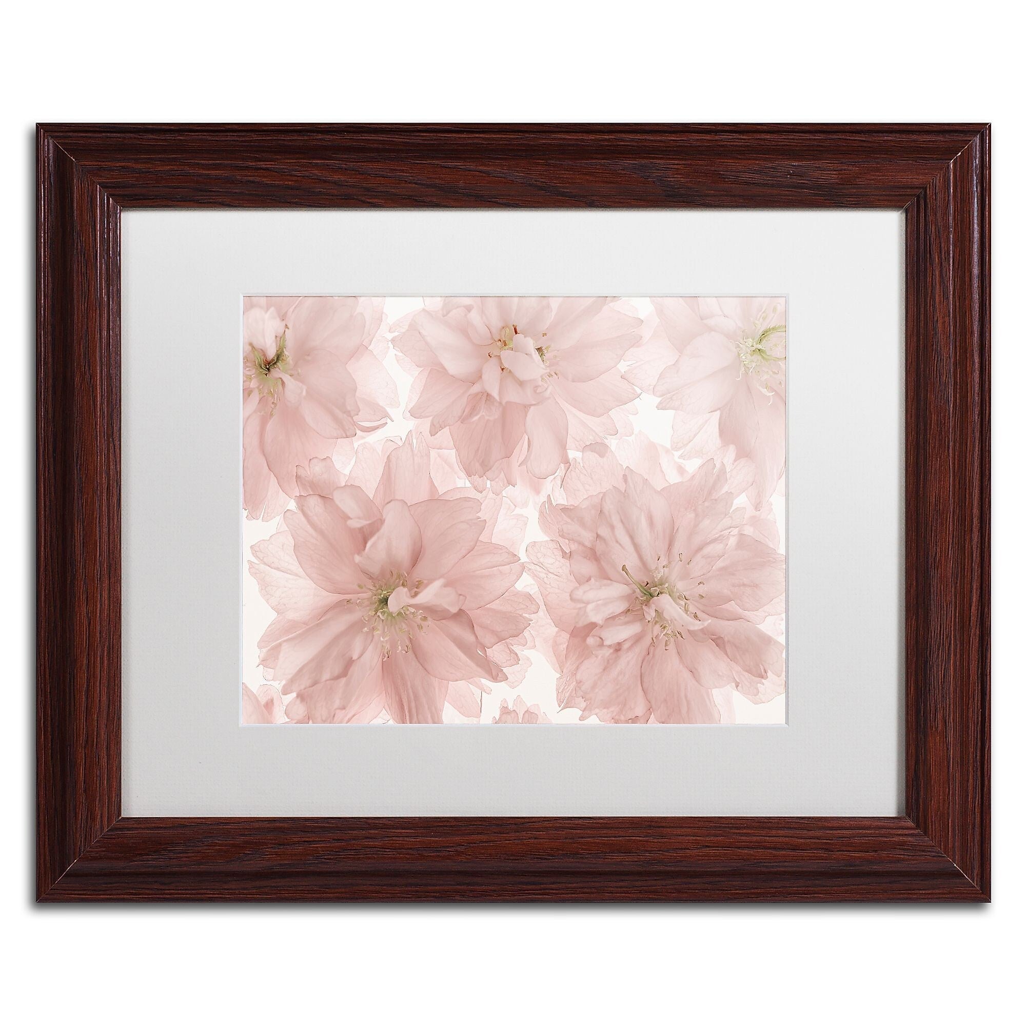 Trademark Fine Art Cora Niele 'Prunus Blossom' 11" x 14" Matted Framed (190836308644)