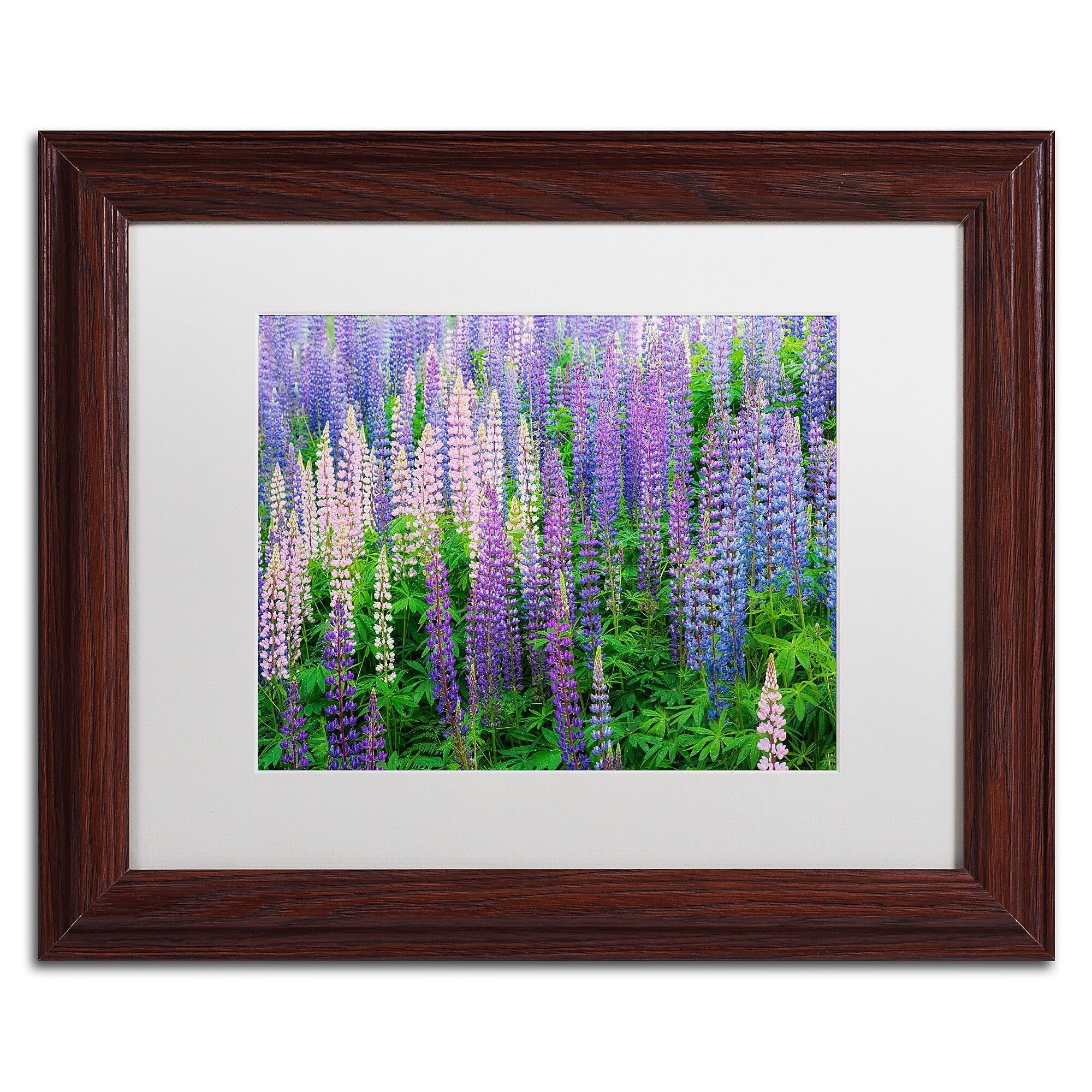Trademark Fine Art Cora Niele 'Blue Pink Lupine Flower Field' 11" x 14" Matted Framed (190836247349)