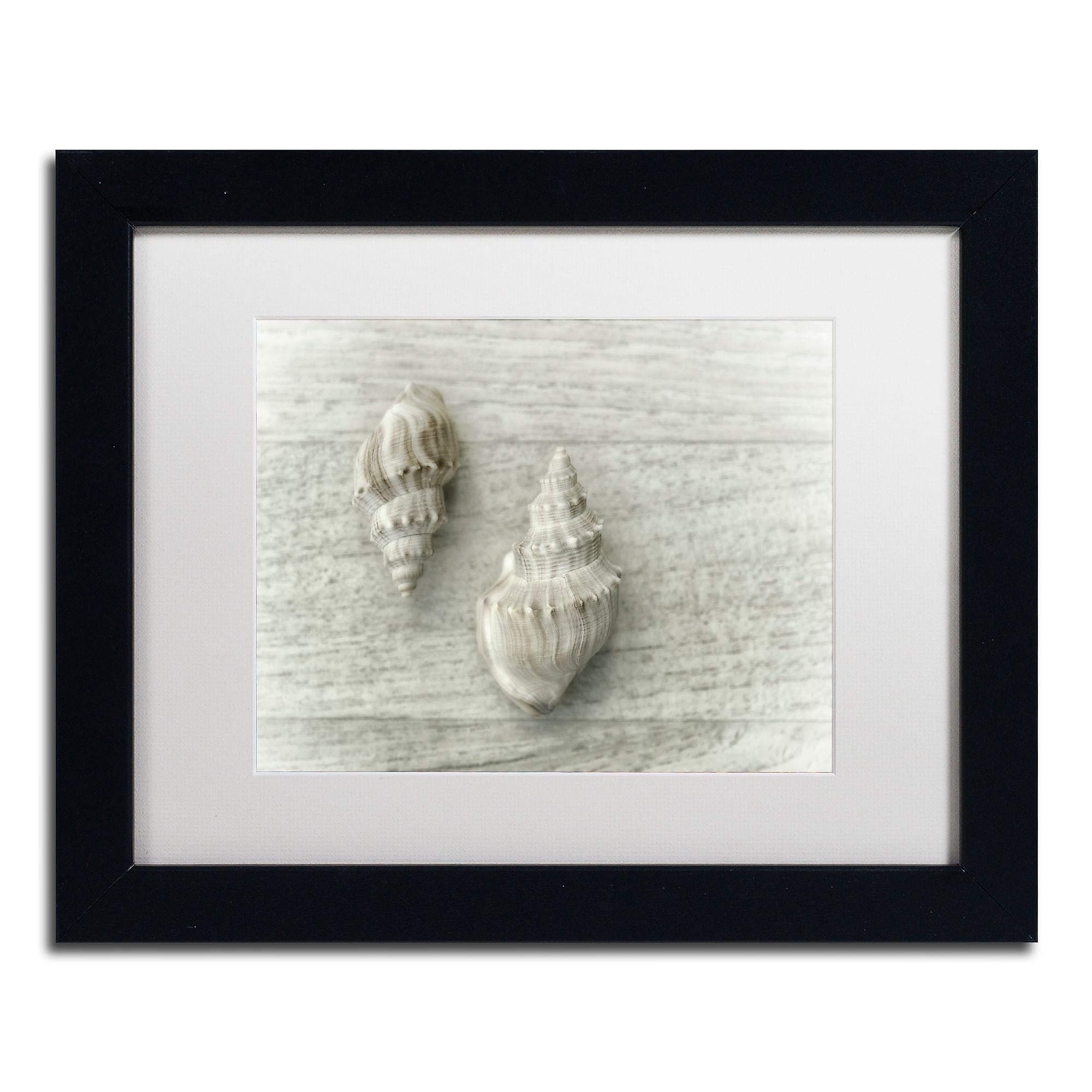 Trademark Fine Art Cora Niele 'Two Cancellaria Shells' 11" x 14" Matted Framed (190836258802)
