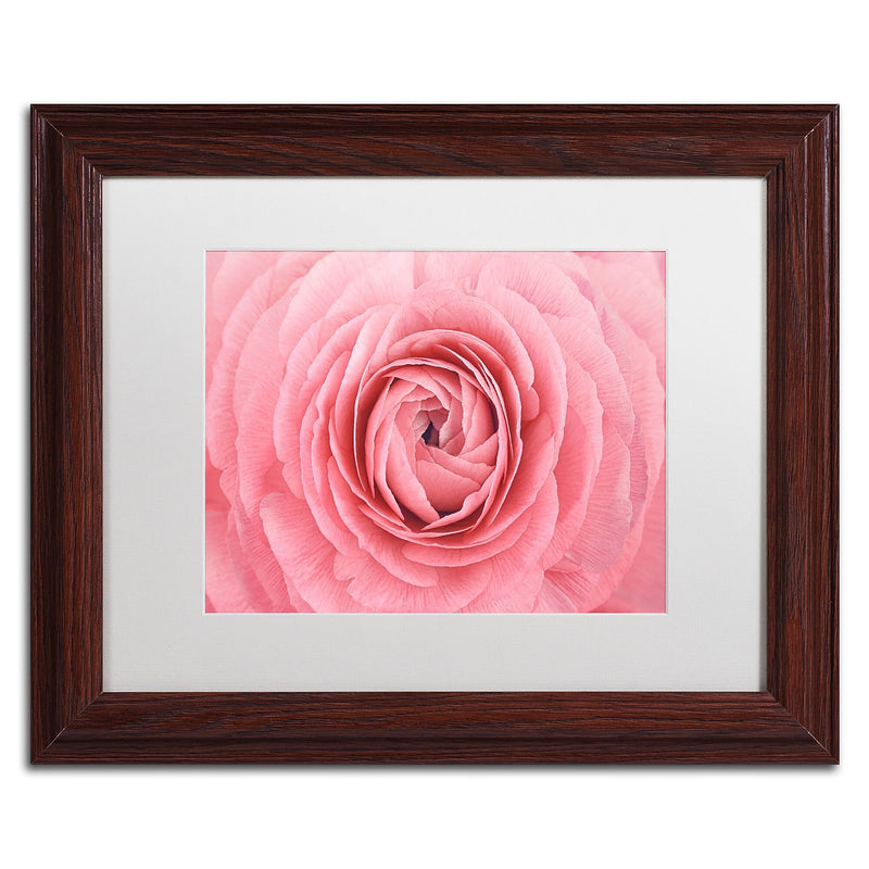 Trademark Fine Art Cora Niele 'Pink Persian Buttercup Flower' 11" x 14" Matted Framed (190836308224)