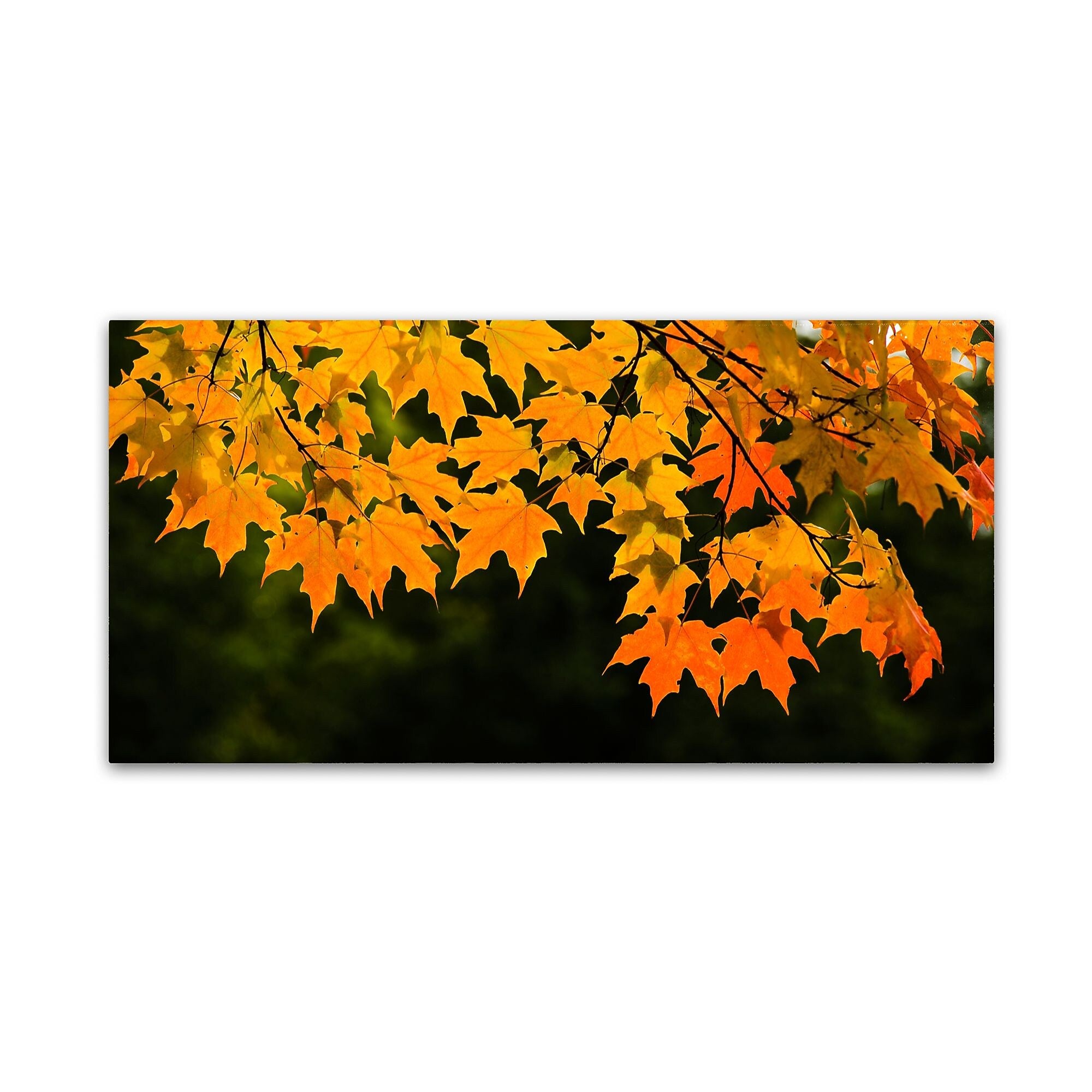 Trademark Fine Art Kurt Shaffer 'October Maple' 12" x 24" Canvas Stretched (886511965294)
