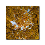 Trademark Fine Art Kurt Shaffer 'Golden Canopy of Autumn' 18" x 18" Canvas Stretched (886511964716)