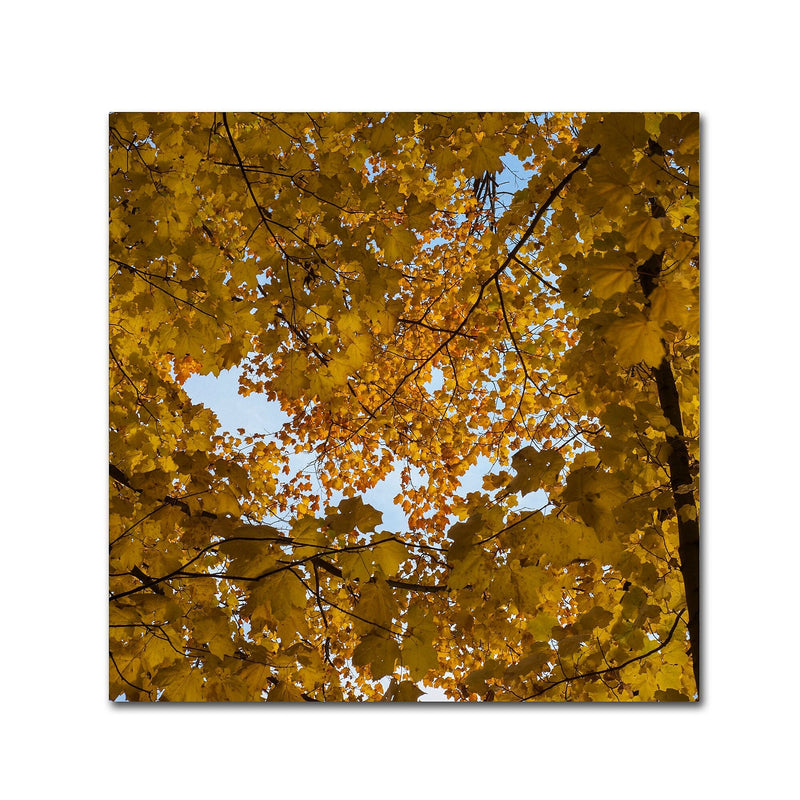 Trademark Fine Art Kurt Shaffer 'Golden Canopy of Autumn' 18" x 18" Canvas Stretched (886511964716)