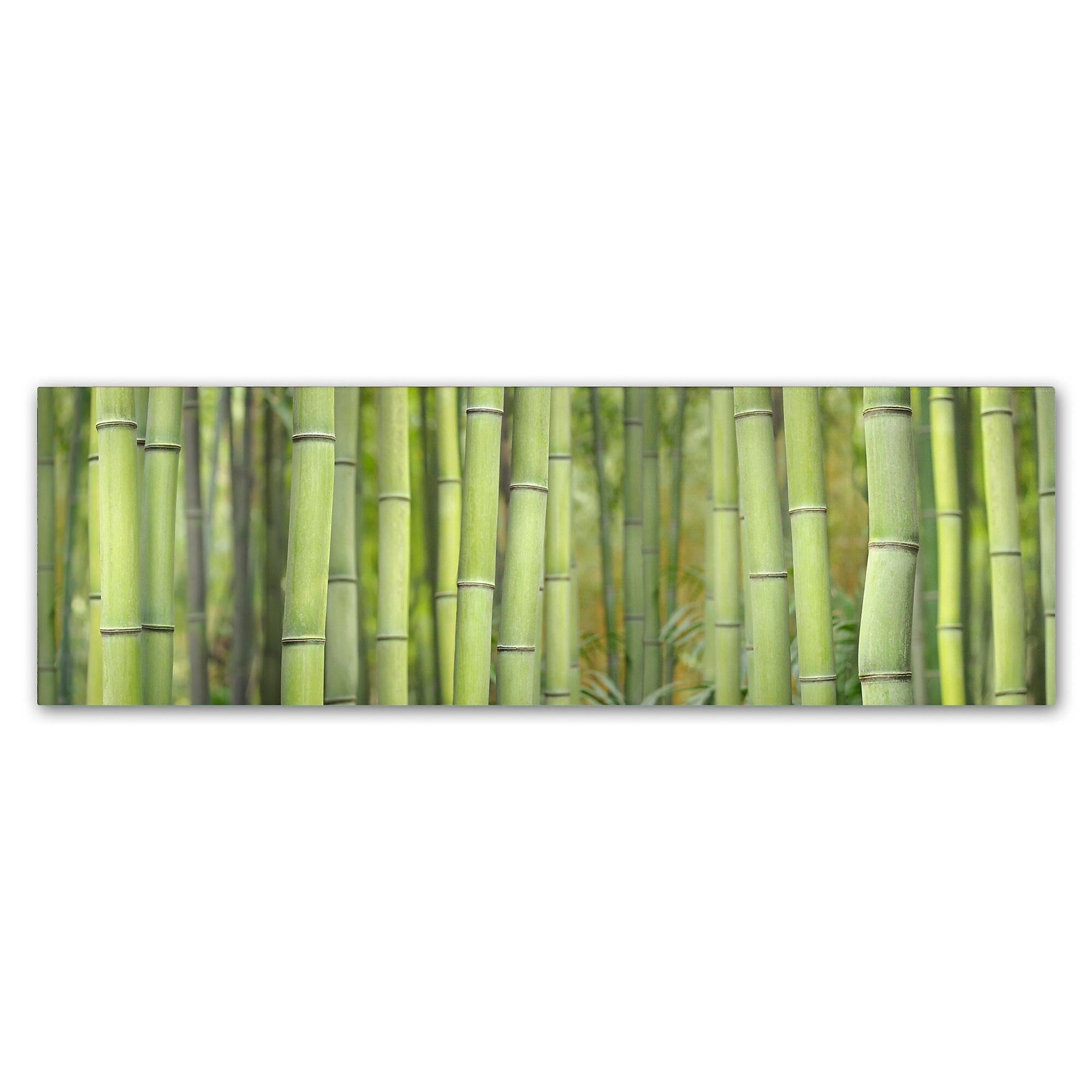 Trademark Fine Art Cora Niele 'Bamboo Scape' 8" x 24" Canvas Stretched (190836317172)
