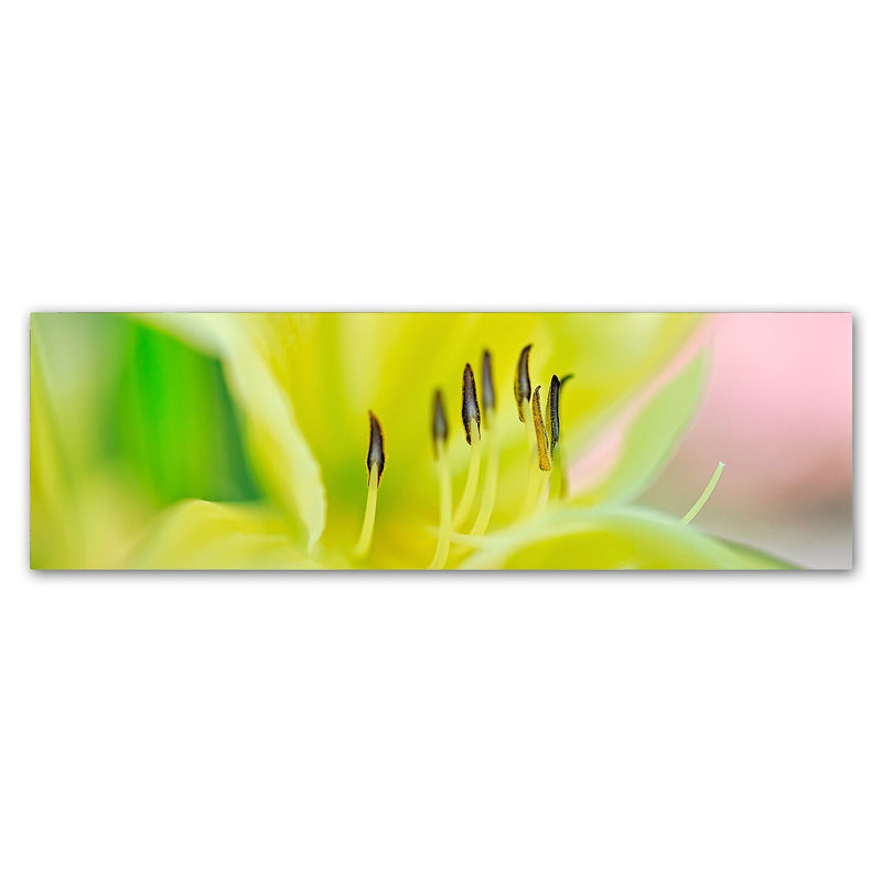 Trademark Fine Art Cora Niele 'Day Lily Scape' 8" x 24" Canvas Stretched (190836317257)