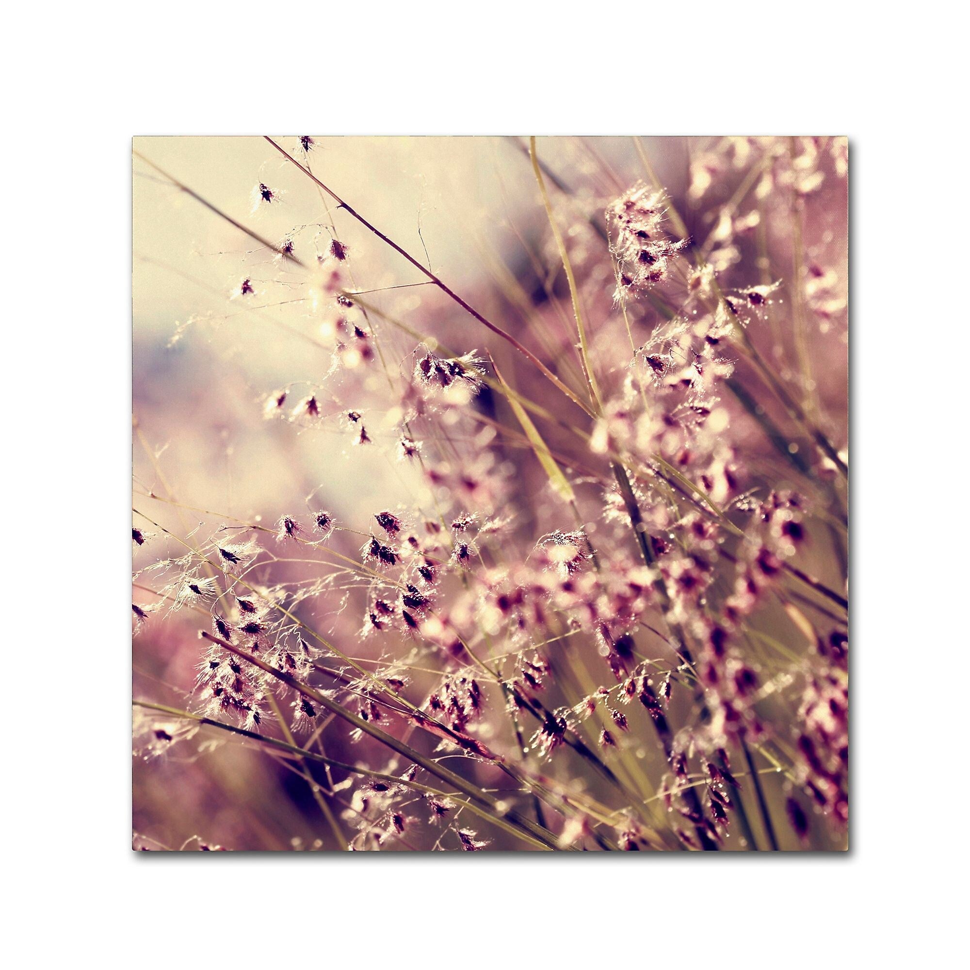 Trademark Fine Art Beata Czyzowska Young 'Field of Sunshine' 18" x 18" Canvas Stretched (190836183654)