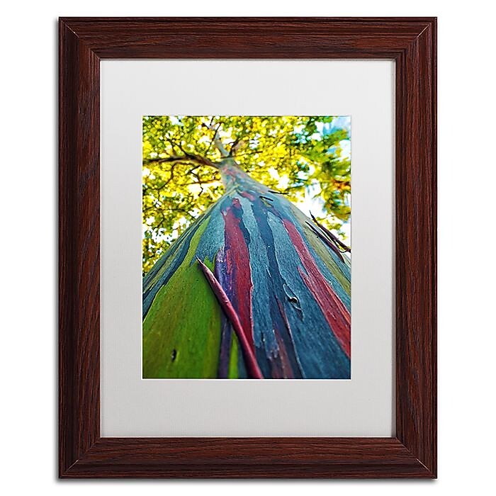 Trademark Fine Art CATeyes 'Rainbow Eucalyptus Tree' 11" x 14" Matted Framed Art (190836041053)