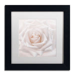 Trademark Fine Art Cora Niele 'Soft White Rose' 11" x 11" Matted Framed (190836309641)