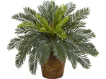 Nearly Natural Cycas in Basket (8875)