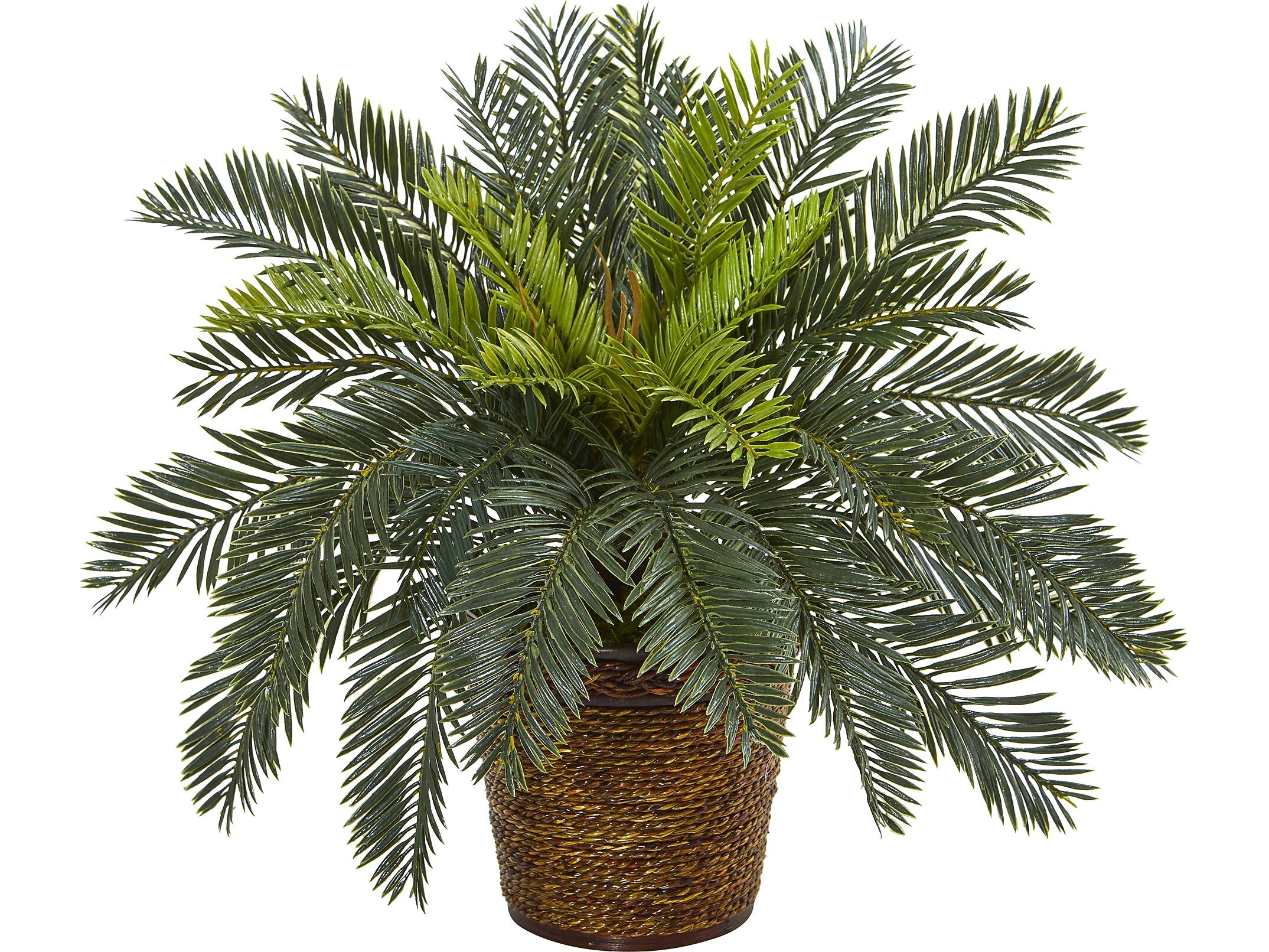 Nearly Natural Cycas in Basket (8875)