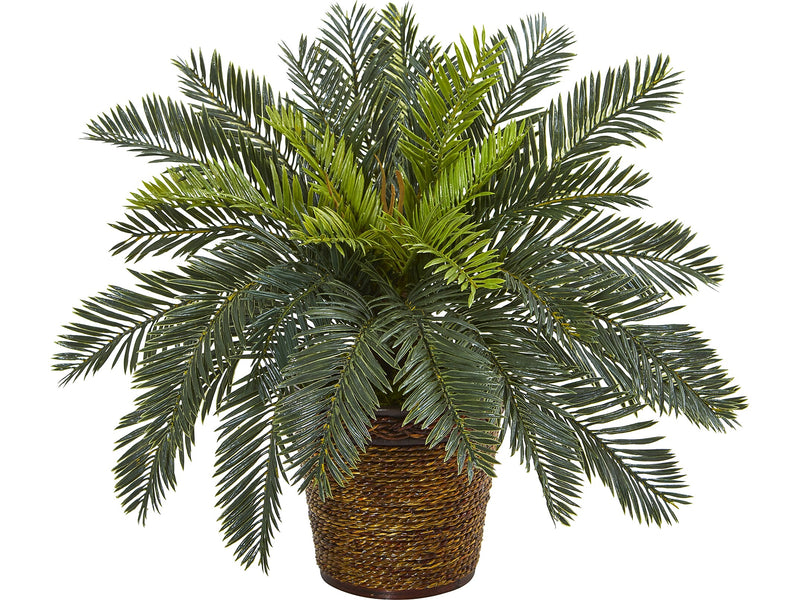 Nearly Natural Cycas in Basket (8875)